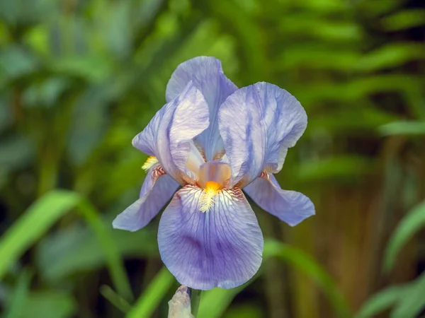 Iris Xiphium Allgemein Bekannt Als Bärtige Schwertlilie — Stockfoto