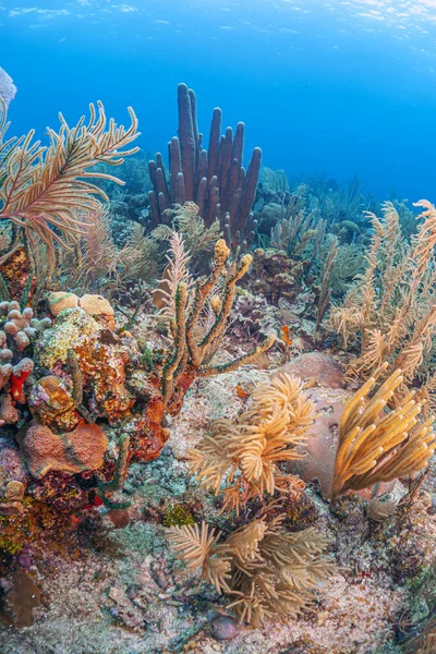 Arrecife Coral Caribeño Frente Costa Isla Roatán Honduras — Foto de Stock