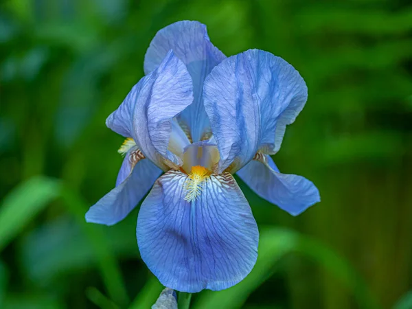 Iris Xiphium Vulgarmente Conhecida Como Íris Barbuda — Fotografia de Stock