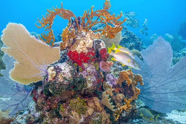 Barriera Corallina Dei Caraibi Largo Della Costa Dell Isola Roatan — Foto Stock