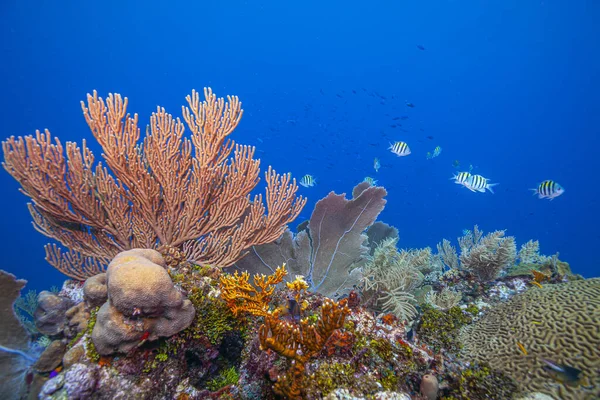 Recifes Coral Caribenhos Largo Costa Ilha Roatan Honduras — Fotografia de Stock