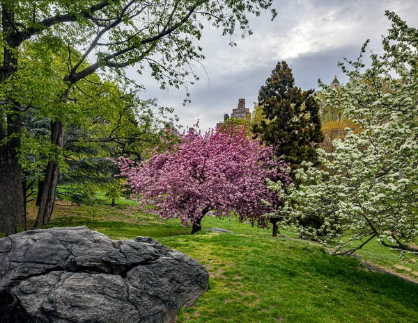 Frühling Central Park New York City Frühen Morgen — Stockfoto