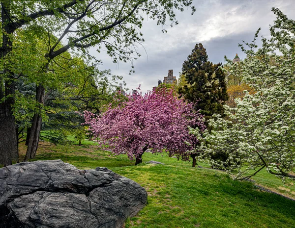 Printemps Central Park New York Tôt Matin — Photo