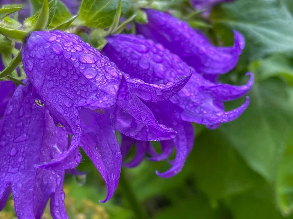 Campanula Medium Nazwa Zwyczajowa Canterbury Bells Jest Roczną Lub Dwuletnią — Zdjęcie stockowe