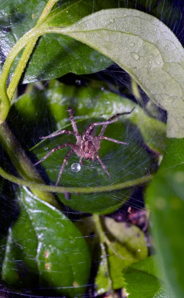 Aglaoctenus Genus Wolf Spiders Found Gardens — Stock Photo, Image