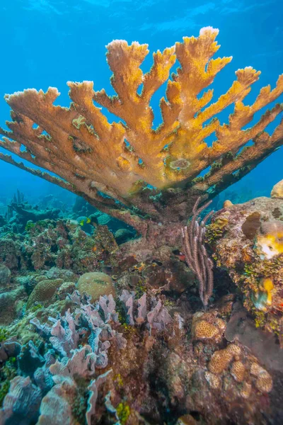 Barriera Corallina Caraibica Largo Della Costa Dell Isola Roatan Honduras — Foto Stock