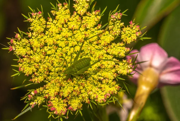 Gräshoppor Grupp Insekter Som Tillhör Underordningen Caelifera — Stockfoto