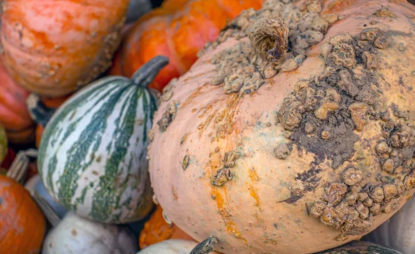 Autumn Still Life Very Large Pumkin — Stock Photo, Image