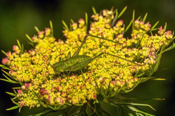 Les Sauterelles Sont Groupe Insectes Appartenant Sous Ordre Caelifera — Photo