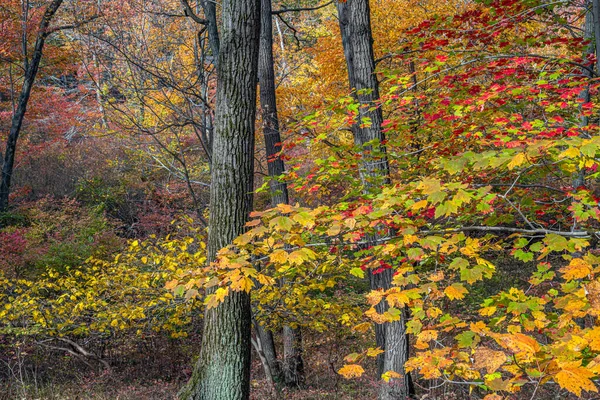 Harriman State Park Rockland Orange Ilçelerinde Yer Alıyor — Stok fotoğraf