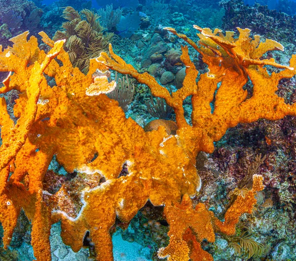 Arrecife Coral Caribeño Frente Costa Isla Roatán Honduras —  Fotos de Stock