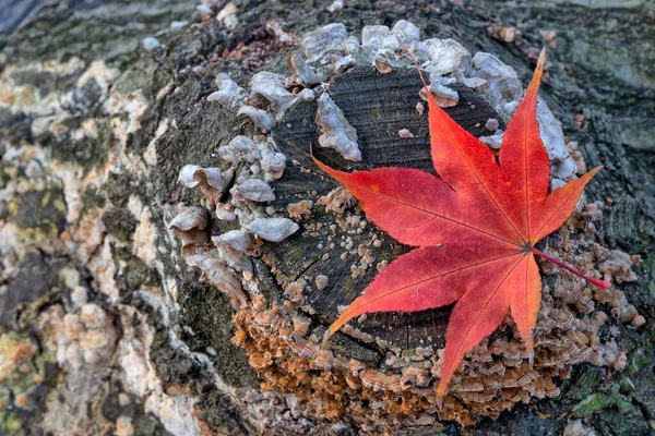 Podzimní Podzimní Listí Lese — Stock fotografie