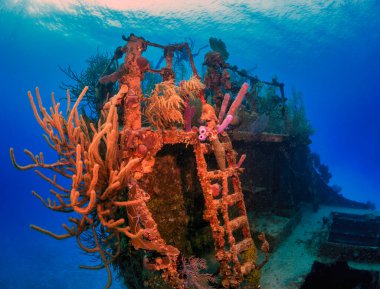Roatan adasının kıyısındaki Karayip mercan kayalıkları sığ gemi enkazı