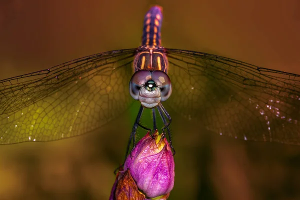 Dragonfly Комаха Належить Порядку Odonata Infrororder Anisoptera — стокове фото