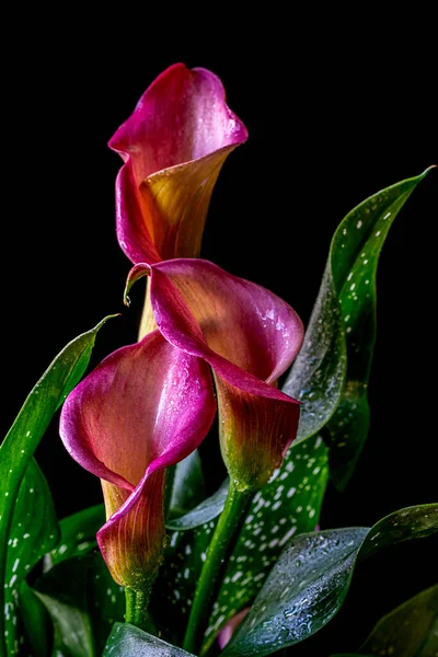 Calla Liliom Elrendezése Fekete Háttér — Stock Fotó