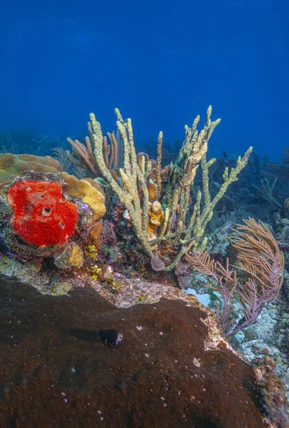 Roatan Adasının Kıyısındaki Karayip Mercan Resifleri — Stok fotoğraf