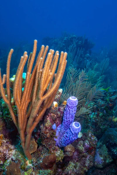 Barriera Corallina Dei Caraibi Largo Della Costa Dell Isola Roatan — Foto Stock