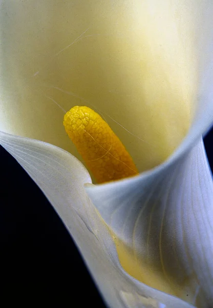 Lirio Calla Disposición Sobre Fondo Negro —  Fotos de Stock