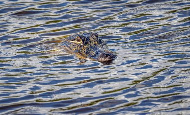 Timsah, Alligatoridae familyasından bir timsah cinsi. Mevcut iki tür Amerikan timsahıdır. (