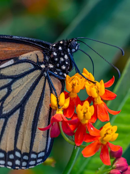 Papillon Monarque Danaus Plexippus Est Papillon Famille Des Nymphalidae — Photo