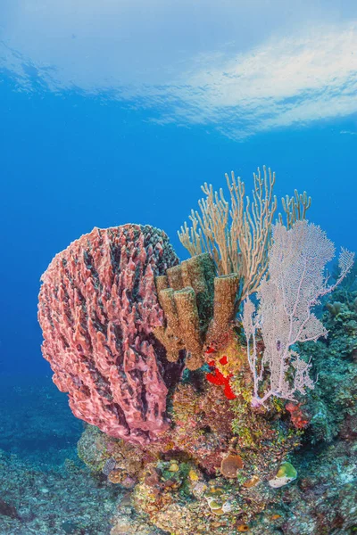 Arrecife Coral Del Caribe Frente Costa Isla Roatán —  Fotos de Stock