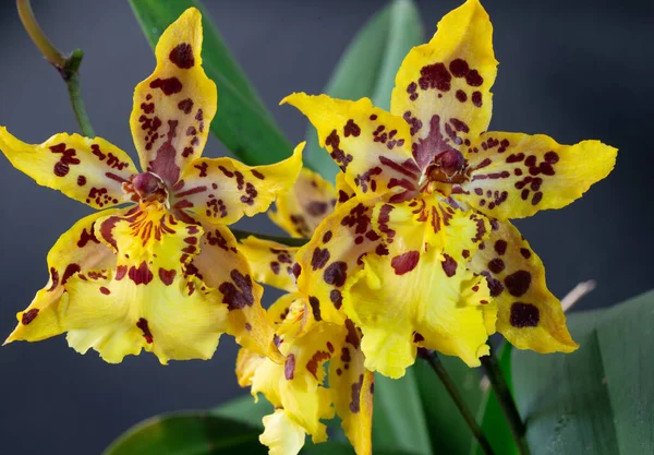 Hermosa Orquídea Vitekorchis Aurifera Arreglo Ajuste Del Estudio —  Fotos de Stock