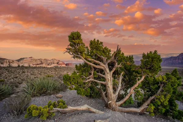 Área Nacional Conservación Del Cañón Red Rock Condado Clark Nevada — Foto de Stock