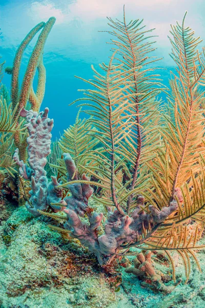 Arrecife Coral Del Caribe Frente Costa Isla Roatán — Foto de Stock