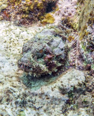 Stonefish