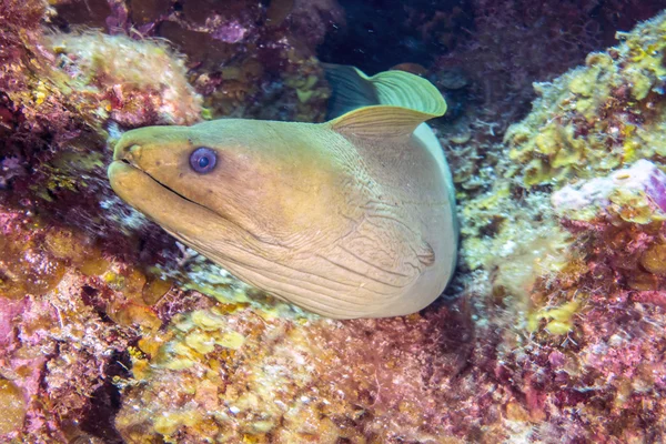 Grüne Muräne, Gymnothorax funebris — Stockfoto