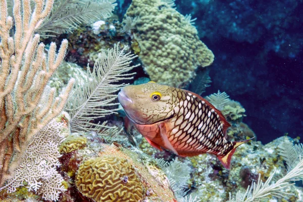 Stoplight parrotfish (Sparisoma viride) — Stock Photo, Image