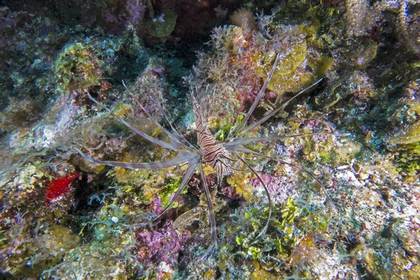 Lionfish — Stock Photo, Image