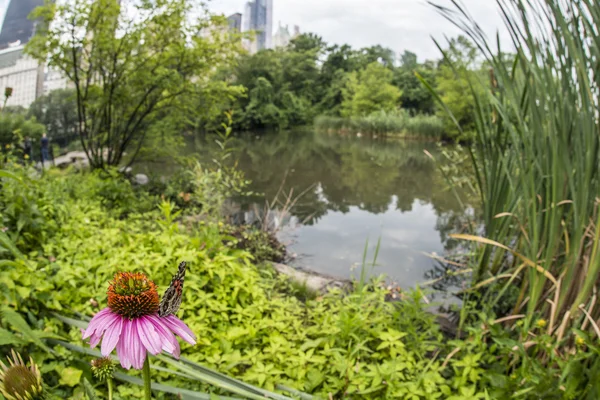 Central Park, New York City — Stockfoto