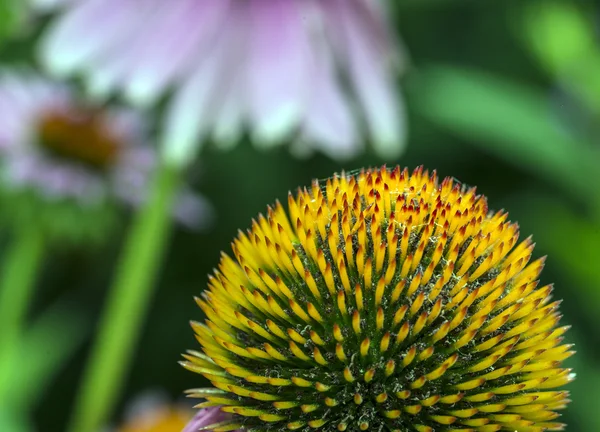 Echinacea purpurea — Stock fotografie