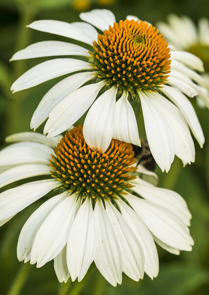 Echinacea purpurea 