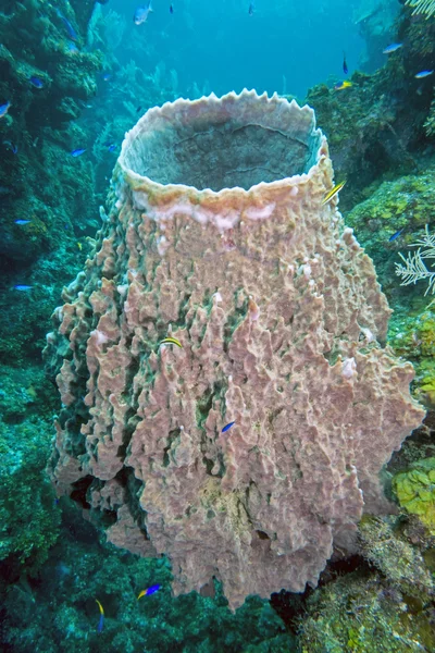 Underwater coral reef — Stock Photo, Image