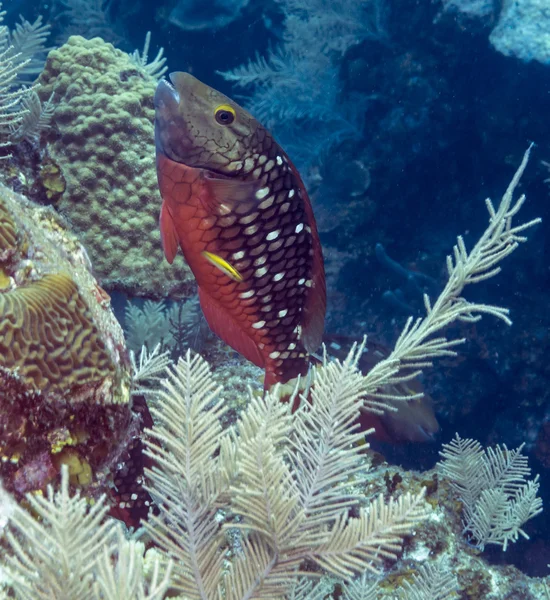 Stoplight parrotfish (Sparisoma viride) — Stockfoto