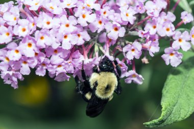 Bombus bumble bee de yazılmış,