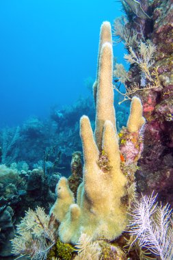 Underwater coral reef clipart