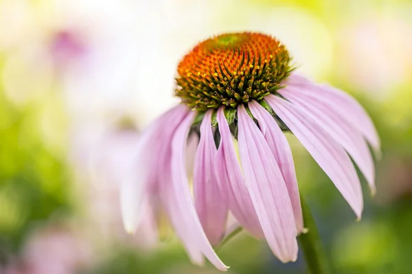 Echinacea purpurea — Fotografia de Stock