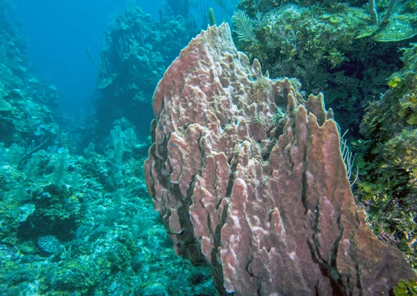 Podwodne rafa koralowa — Zdjęcie stockowe