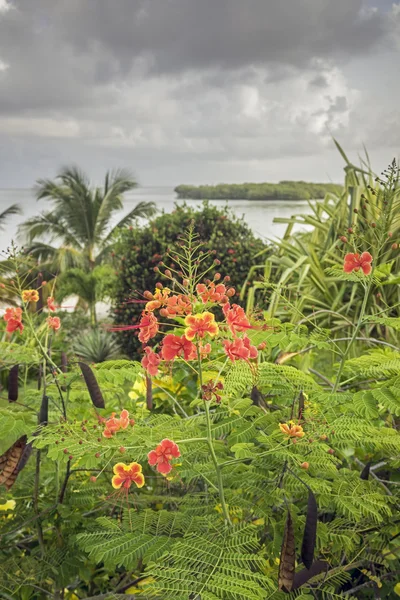 Paesaggio tropicale dell'isola — Foto Stock
