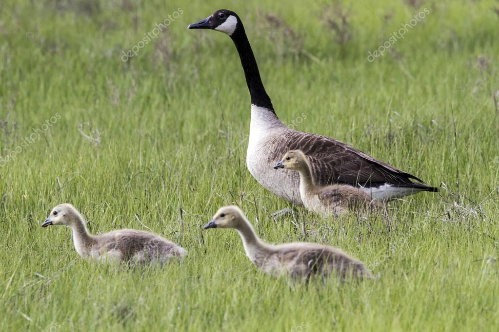 tache blanche canada goose tache blanche canada goose