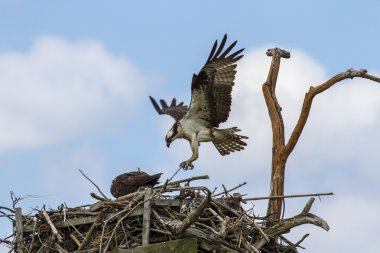 Sorguç (pandion haliaetus)