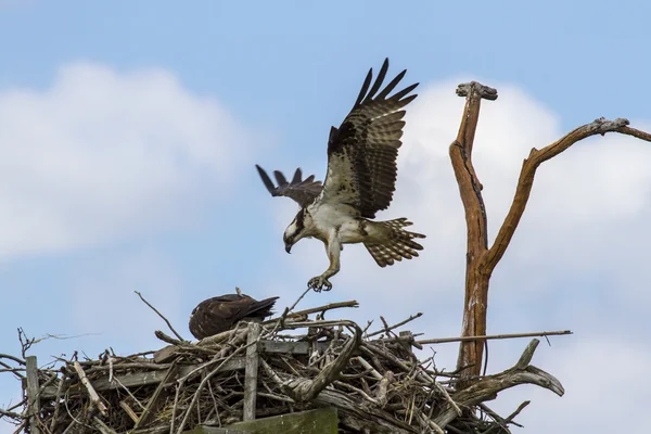 Halászsas (pandion haliaetus) — Stock Fotó