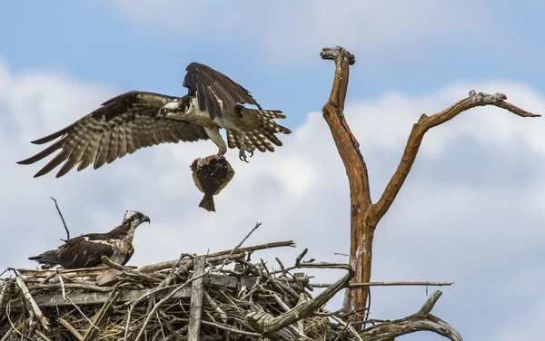 Fischadler (Pandion haliaetus)) — Stockfoto