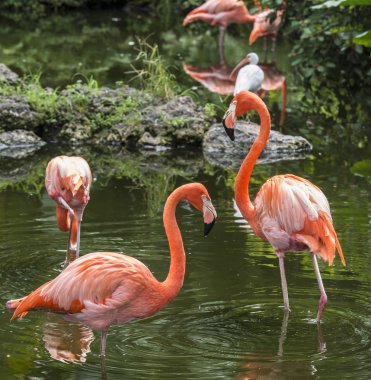 florida'nın pembe flamingo