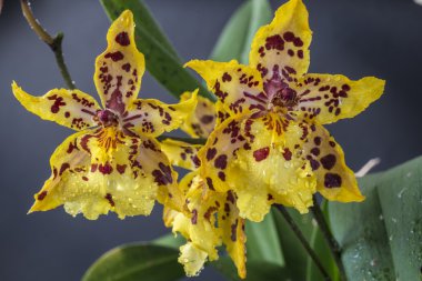 odontocidium yaban kedisi 