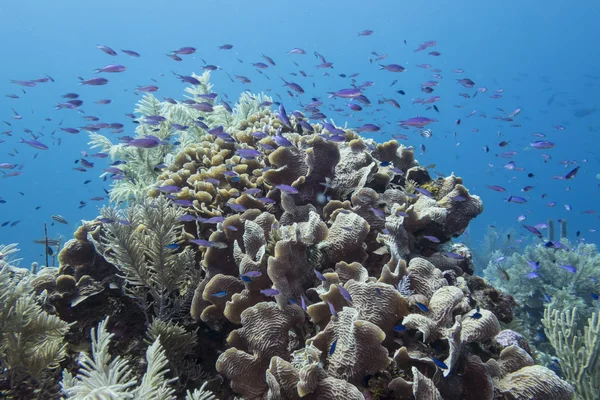 Underwater korallrev — Stockfoto