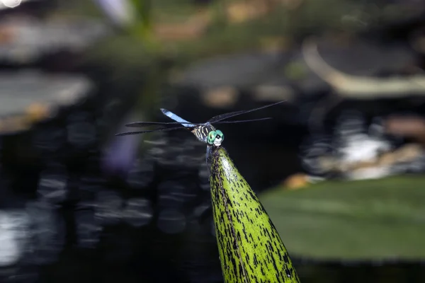 Πράσινο darner ή κοινή πράσινο darner (anax junius) — Φωτογραφία Αρχείου